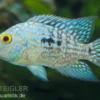 Perlcichlide, Herichthys carpintis (Cichlasoma carpinte)