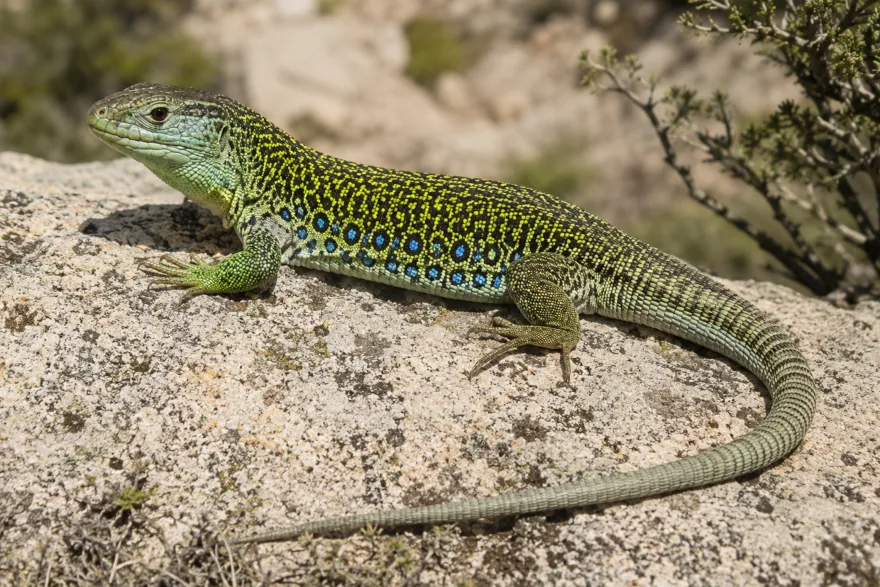 Perleidechse, Timon lepidus