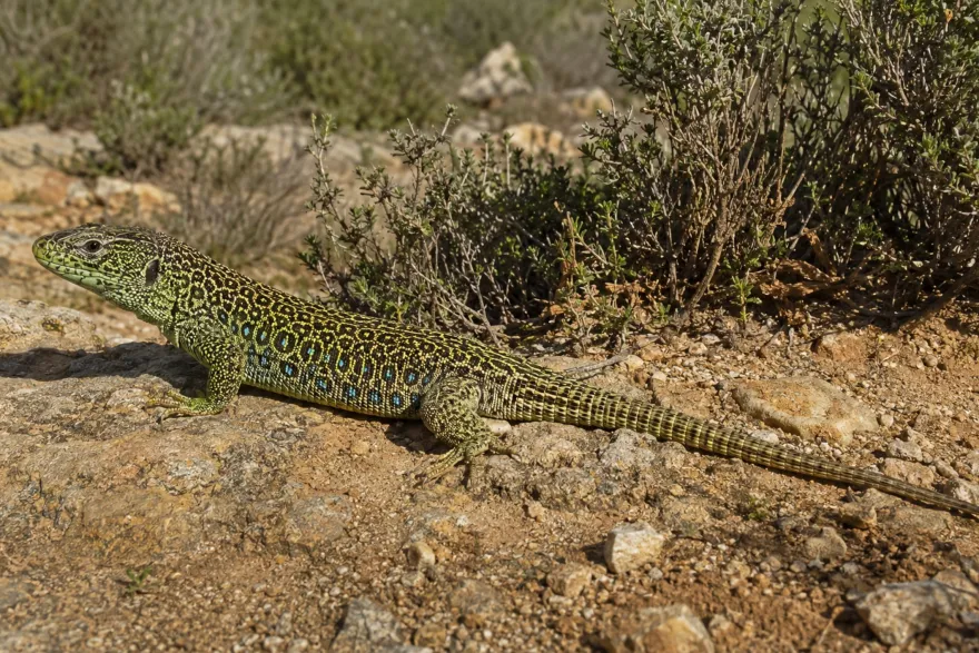 Perleidechse, Timon lepidus