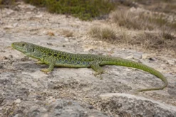Perleidechse, Timon lepidus
