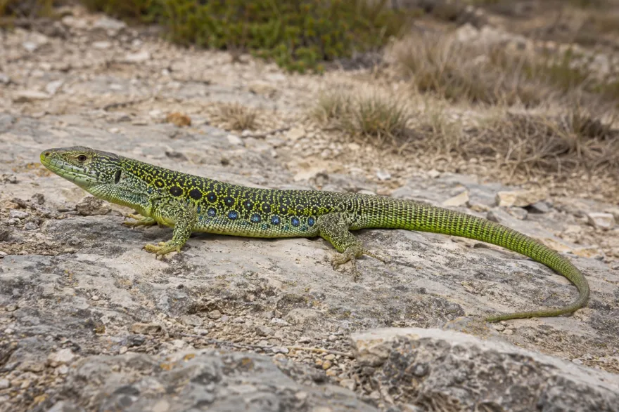 Perleidechse, Timon lepidus