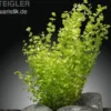 Perlenkraut, Micranthemum umbrosum, im Topf