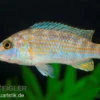 Perle von Likoma, Melanochromis joanjohnsonae