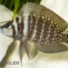 Perlhuhnbarsch, Altolamprologus calvus BLACK