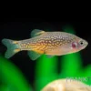 Perlhuhnbärbling, Danio margaritatus (Minifisch)