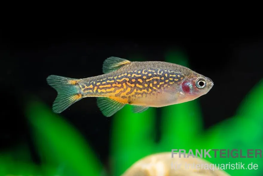 Perlhuhnbärbling, Danio margaritatus (Minifisch)