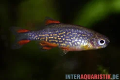 Perlhuhnbärbling, Danio margaritatus (Minifisch)