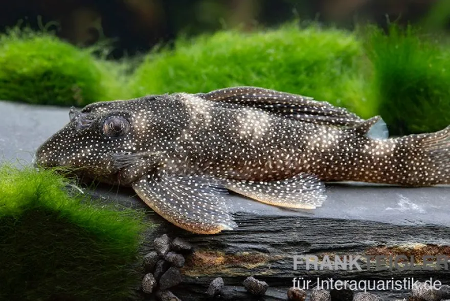 Perlhuhn-Harnischwels, L262, Hypancistrus sp., 4-5 cm