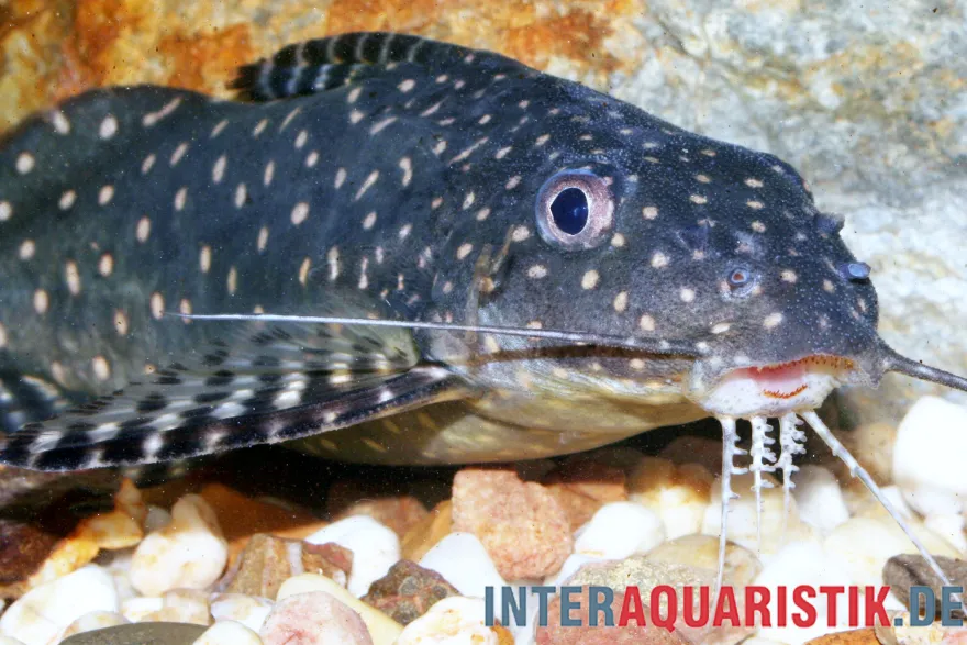 Perlhuhnwels, Synodontis angelicus, 8-10 cm