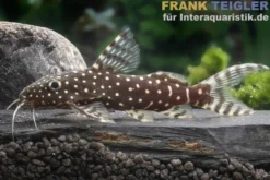 Perlhuhnwels, Synodontis angelicus, 8-10 cm