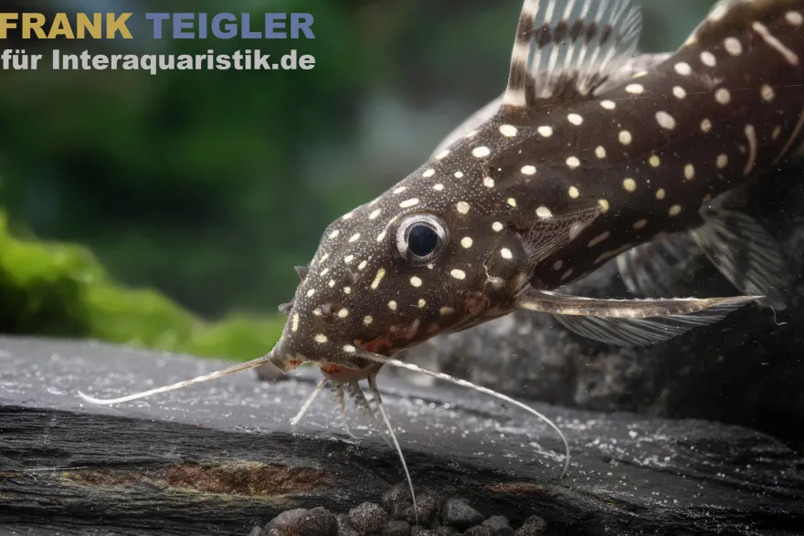 Perlhuhnwels, Synodontis angelicus, 8-10 cm
