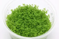Perlkraut, Hemianthus callitrichoides, HCC, In Vitro