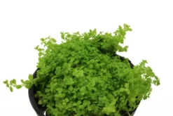 Perlkraut, Hemianthus callitrichoides, HCC, im Topf