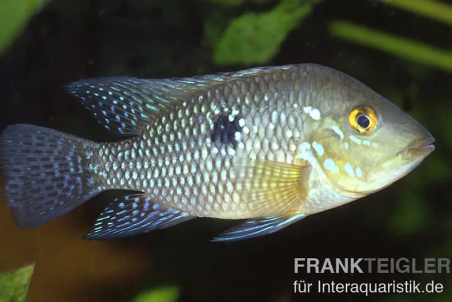 Perlmutt-Erdfresser, Geophagus brasiliensis