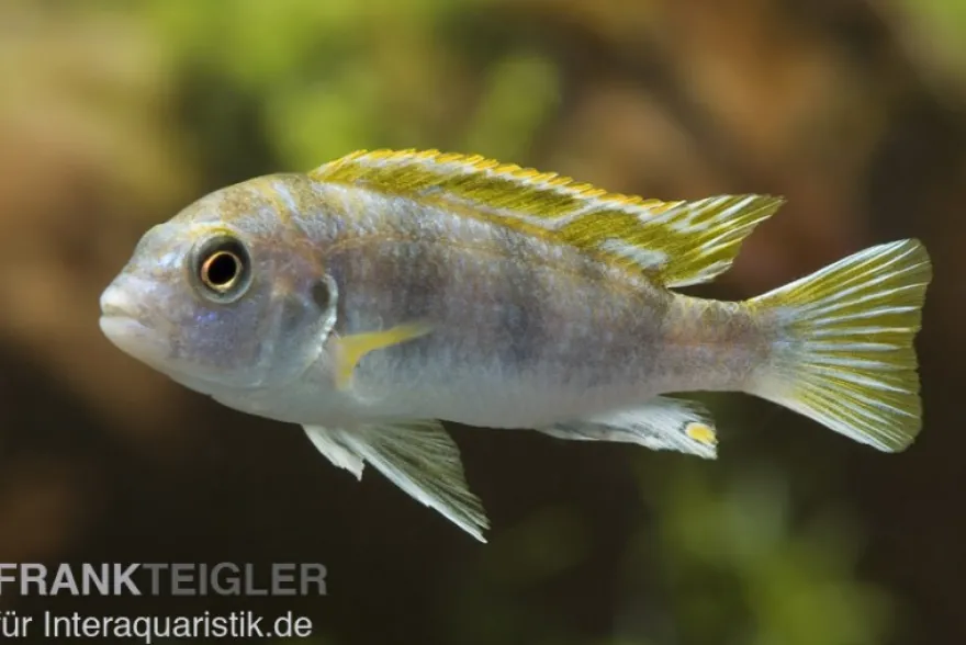 Perlmutt-Labidochromis, Labidochromis spec. Perlmutt, DNZ