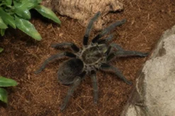 Peruanische Samtvogelspinne, Thrixopelma pruriens
