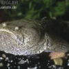 Peru-Krötenfisch, Potamobatrachus trispinosus, 9-11 cm