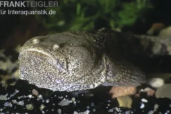 Peru-Krötenfisch, Potamobatrachus trispinosus, 9-11 cm