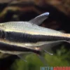 Peru-Salmler, Hyphessobrycon peruvianus