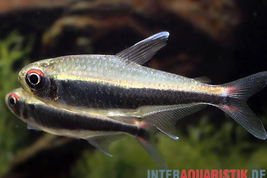 Peru-Salmler, Hyphessobrycon peruvianus