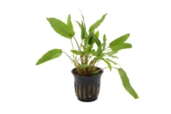 Petchs Wasserkelch, Cryptocoryne beckettii var. "Petchii", im Topf