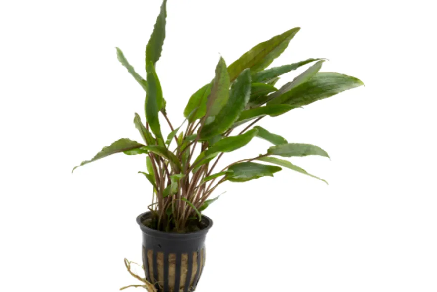 Petchs Wasserkelch, Cryptocoryne beckettii var. "Petchii", im Topf