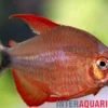 Peugeot-Salmler, Hyphessobrycon peugeotorum