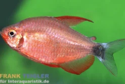 Peugeot-Salmler, Hyphessobrycon peugeotorum
