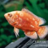 Pfauenaugenbuntbarsch "Albino Red Nemo", Astronotus ocellatus