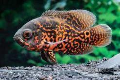 Pfauenaugenbuntbarsch "Black Tiger", Astronotus ocellatus