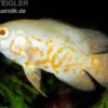 Pfauenaugenbuntbarsch, Roter Tiger Albino Oscar, Astronotus ocellatus Red Tiger albino