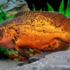 Pfauenaugenbuntbarsch "Smooth Red", Astronotus ocellatus "Smooth Red"