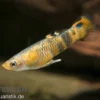 Pfauenaugenkärpfling, Micropoecilia picta