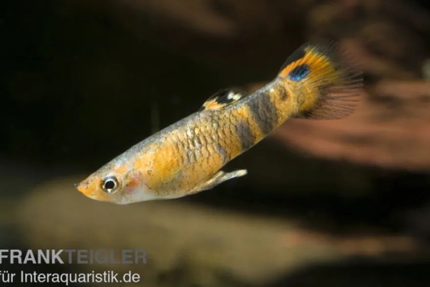 Pfauenaugenkärpfling, Micropoecilia picta