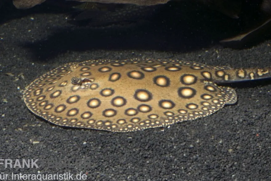Pfauenaugen-Stechrochen, Potamotrygon motoro, R001, 20-25 cm