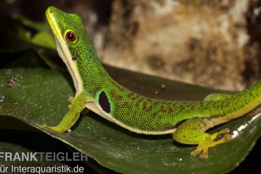 Pfauenaugentaggecko, Phelsuma quadriocellata