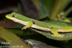 Pfauenaugentaggecko, Phelsuma quadriocellata