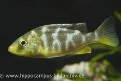Pfauen-Maulbrüter, Nimbochromis venustus, DNZ (Giraffenbuntbarsch/Schläfer)