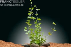 Pfennigkraut, Lysimachia nummularia, Topf