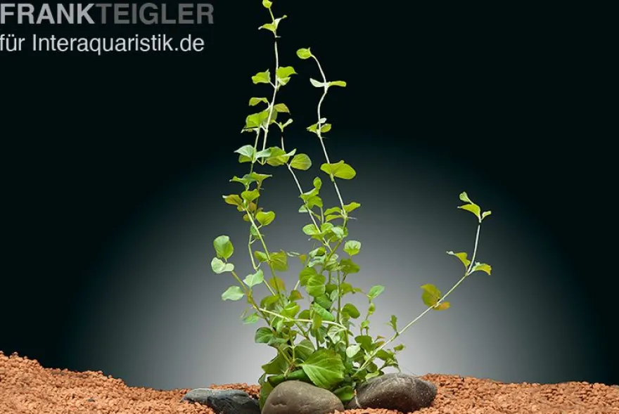 Pfennigkraut, Lysimachia nummularia, Topf