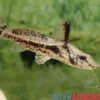 Pferdekopf-Antennenwels, Goeldiella eques, 6-9 cm