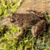 Pfützenfrosch, Phrynobatrachus calcaratus