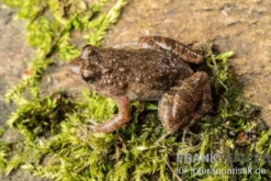 Pfützenfrosch, Phrynobatrachus calcaratus