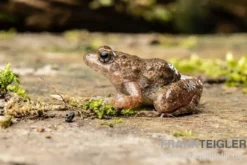 Pfützenfrosch, Phrynobatrachus calcaratus