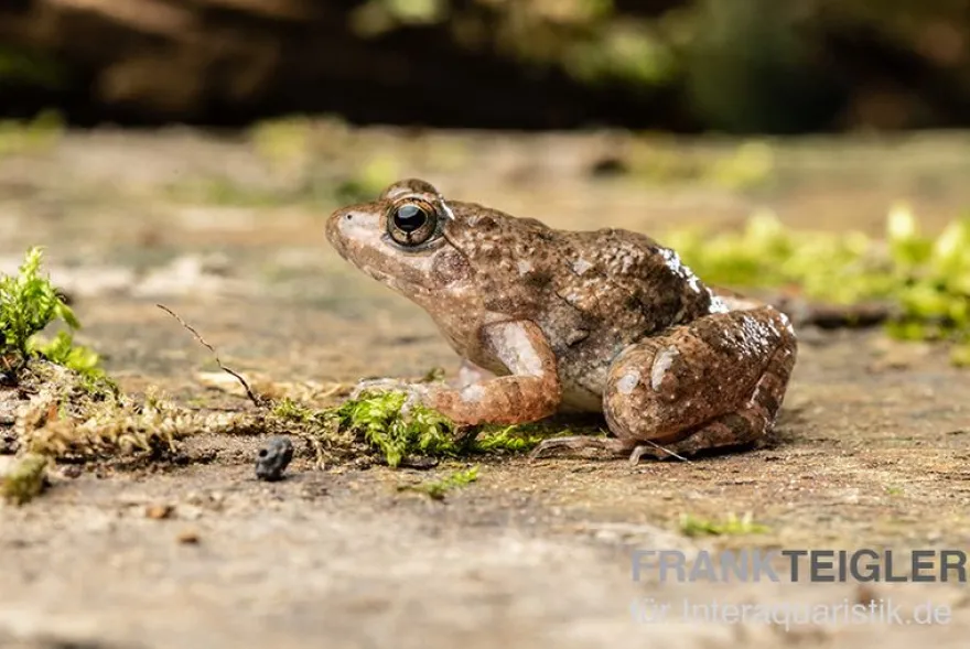 Pfützenfrosch, Phrynobatrachus calcaratus