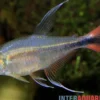 Phönixsalmler, Hyphessobrycon filamentosus (Hemigrammus)