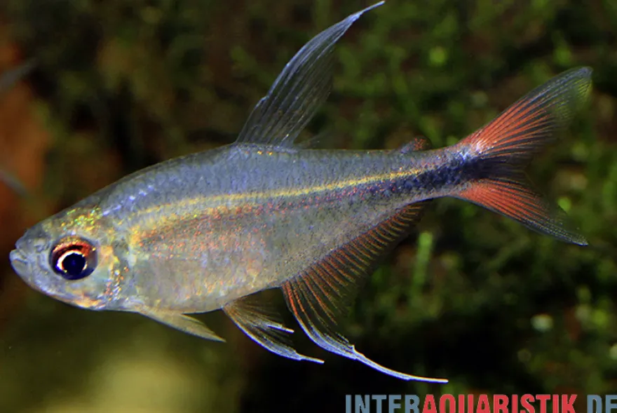 Phönixsalmler, Hyphessobrycon filamentosus (Hemigrammus)