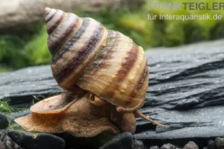 Pianoschnecke, Taia naticoides