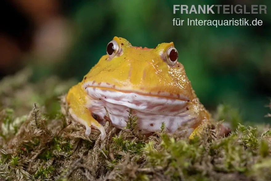 Pikachu-Pacman-Frog, Ceratophrys cranwelli Pikachu