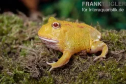 Pikachu-Pacman-Frog, Ceratophrys cranwelli Pikachu